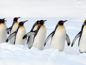 Afrika Penguenleri İçin Umut: Güney Afrika’da Balıkçılık Yasakları Başladı